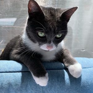 Meet your Posher, Irma